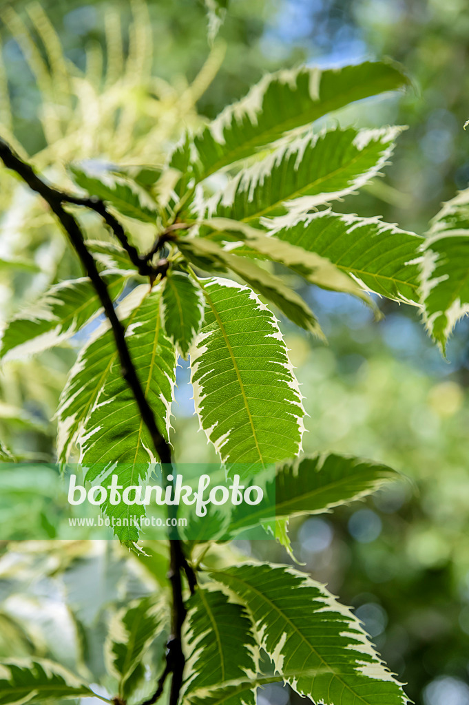 593045 - Esskastanie (Castanea sativa 'Variegata')