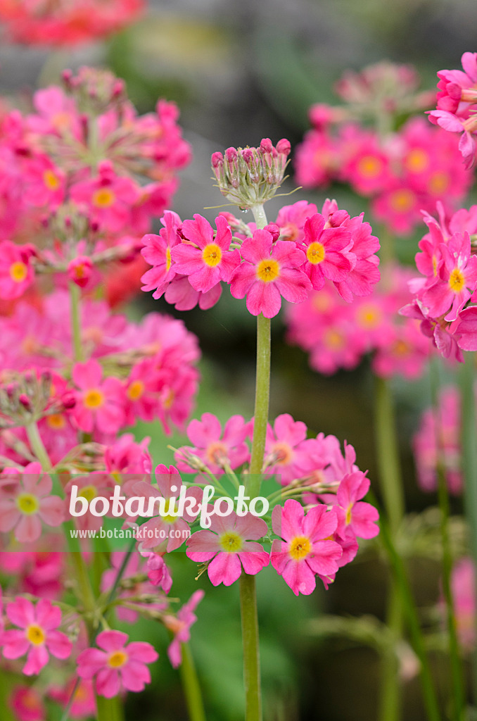 533554 - Etagenprimel (Primula x bullesiana)