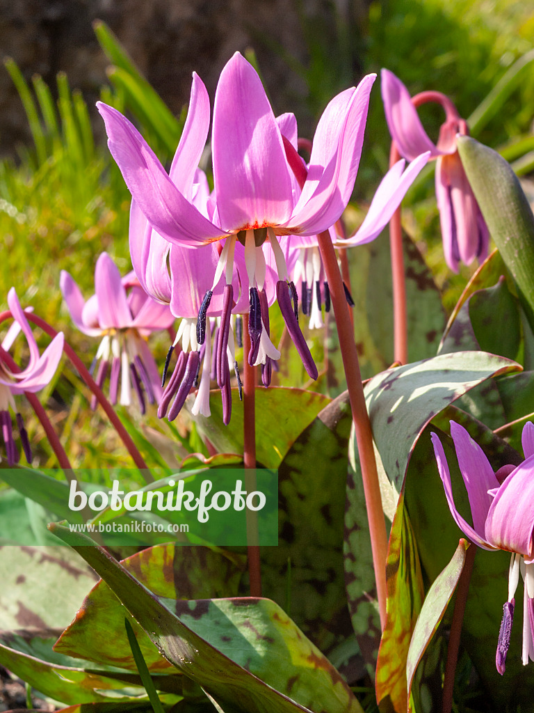 412002 - Europäische Hundszahnlilie (Erythronium dens-canis)