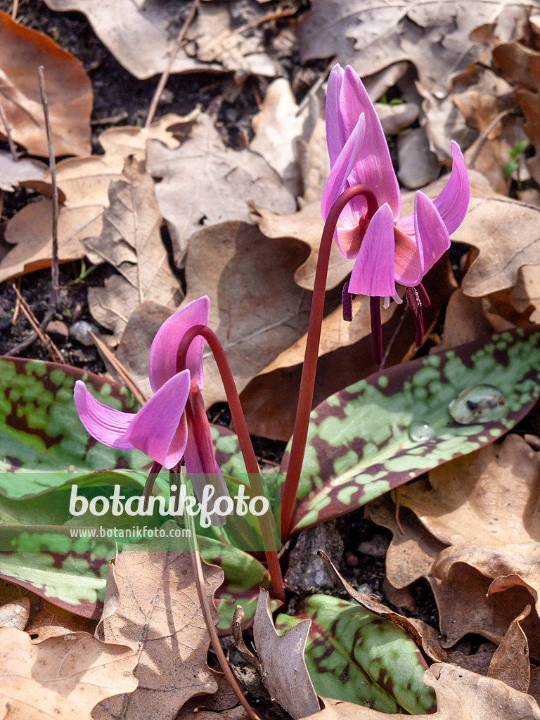 436130 - Europäische Hundszahnlilie (Erythronium dens-canis)