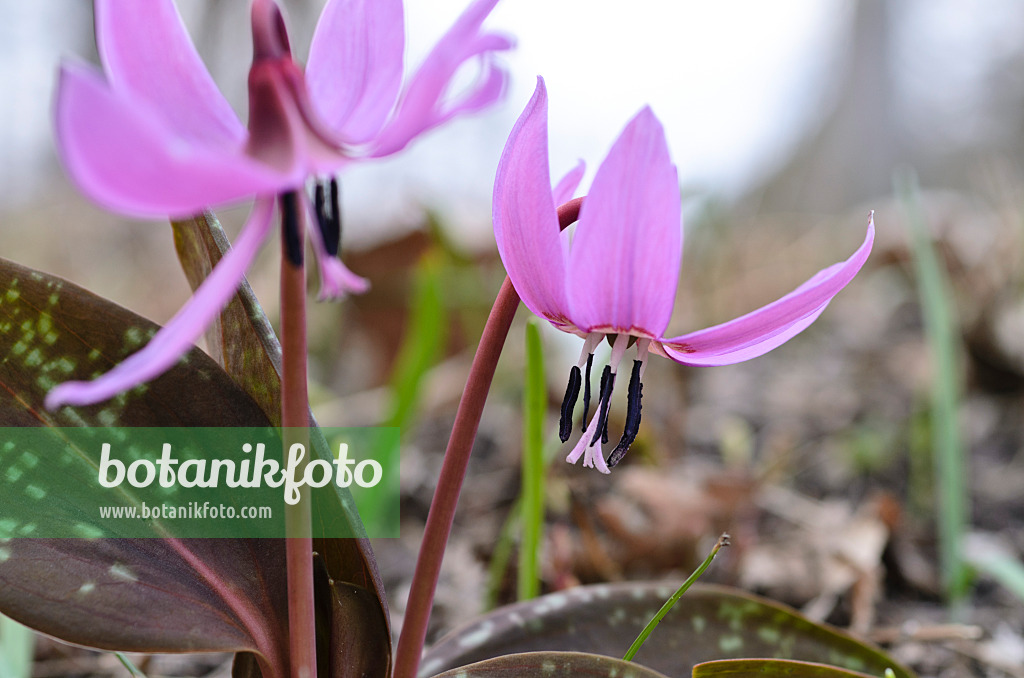 494096 - Europäische Hundszahnlilie (Erythronium dens-canis)