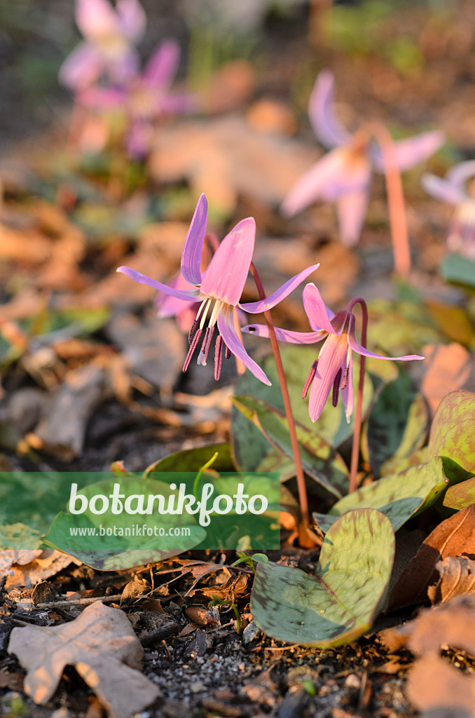 506045 - Europäische Hundszahnlilie (Erythronium dens-canis)