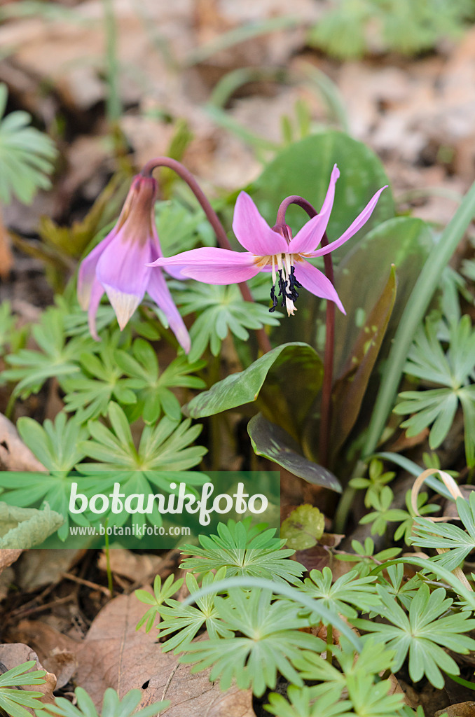 542017 - Europäische Hundszahnlilie (Erythronium dens-canis)