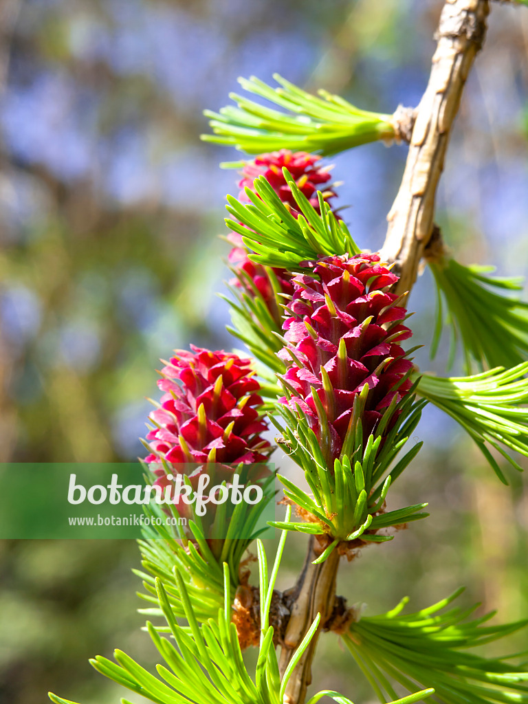 436233 - Europäische Lärche (Larix decidua) mit weiblichen Blüten