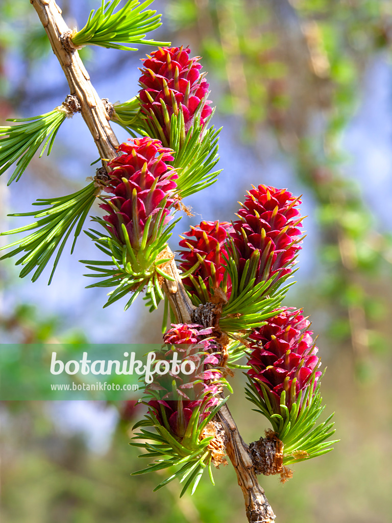 436234 - Europäische Lärche (Larix decidua) mit weiblichen Blüten