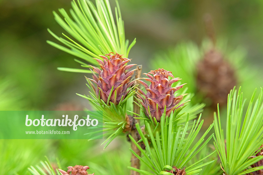 575131 - Europäische Lärche (Larix decidua) mit weiblichen Blüten