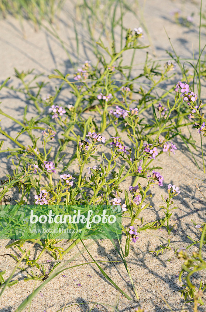 547013 - Europäischer Meersenf (Cakile maritima)