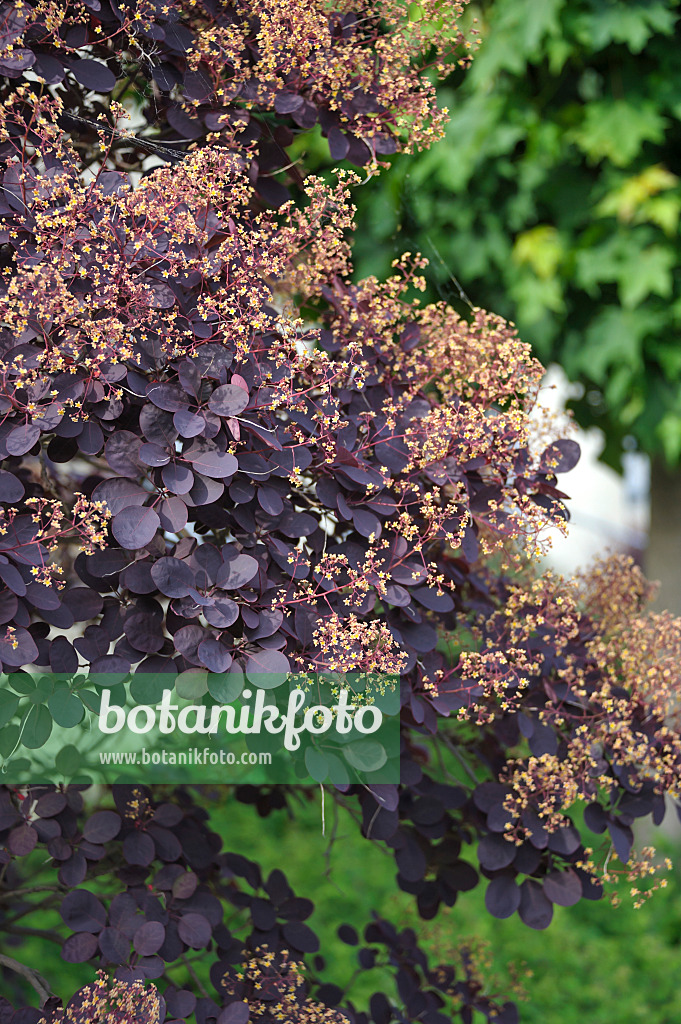 517167 - Europäischer Perückenstrauch (Cotinus coggygria 'Royal Purple')