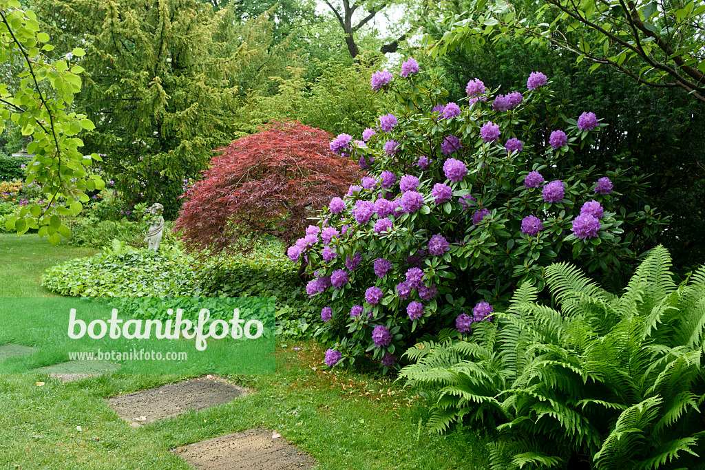 556154 - Europäischer Straußfarn (Matteuccia struthiopteris), Rhododendron (Rhododendron) und Fächerahorn (Acer palmatum 'Dissectum Garnet')