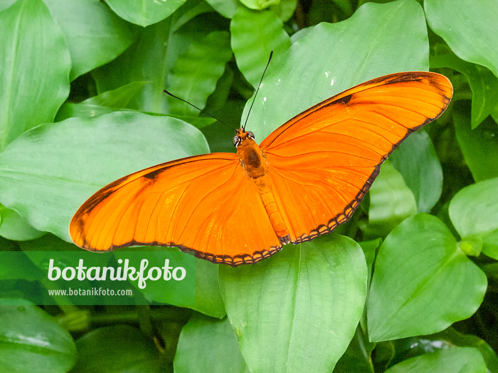 401056 - Fackel (Dryas julia), weit ausgebreitet auf einem Blatt sitzend