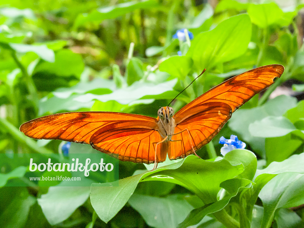 401057 - Fackel (Dryas julia), weit ausgebreitet auf einem Blatt sitzend