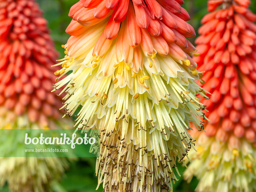 426113 - Fackellilie (Kniphofia)