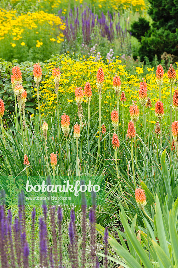 486057 - Fackellilie (Kniphofia)