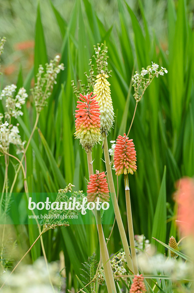 497030 - Fackellilie (Kniphofia)