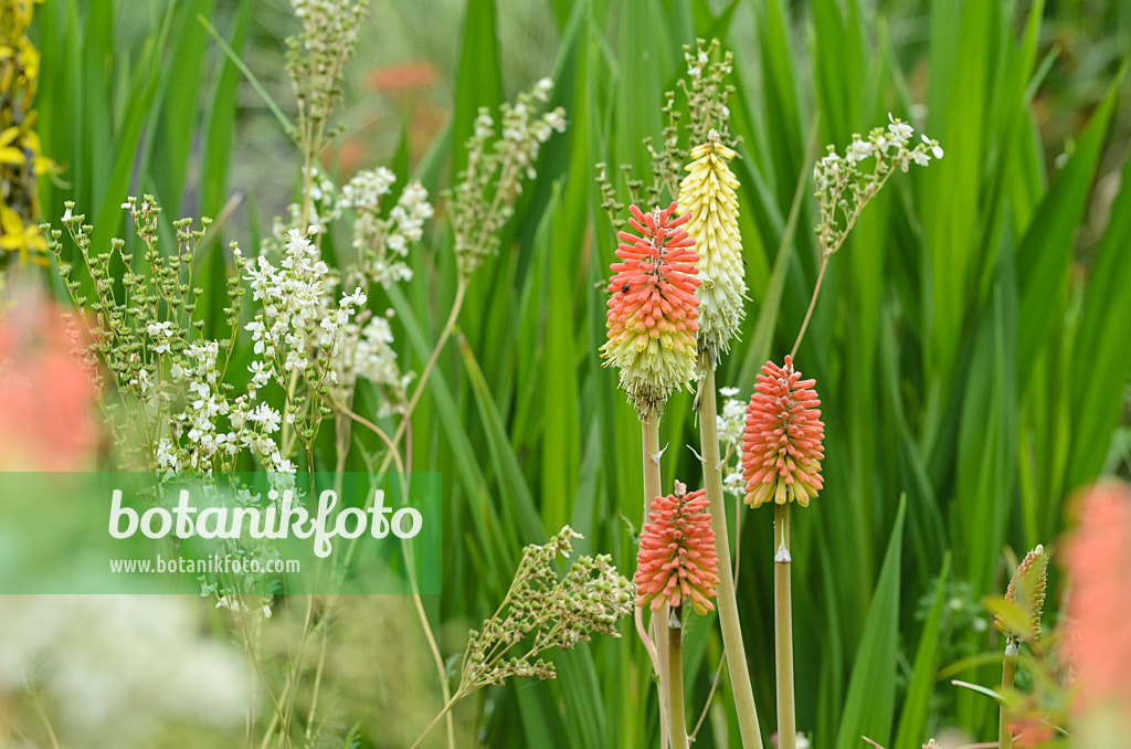 497031 - Fackellilie (Kniphofia)