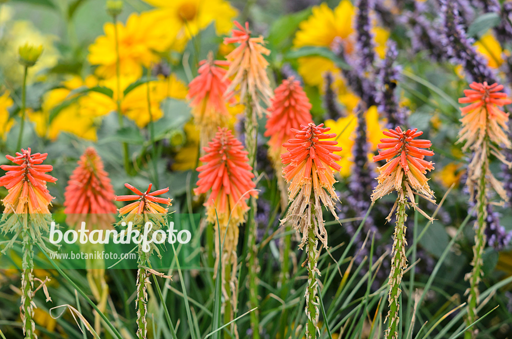 535024 - Fackellilie (Kniphofia)