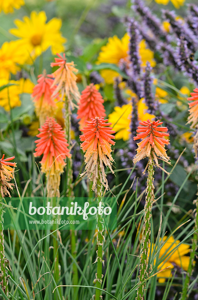 535025 - Fackellilie (Kniphofia)