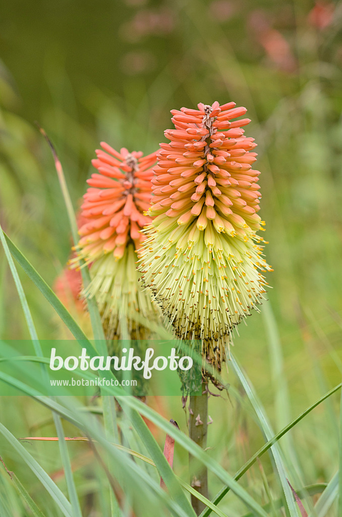 536068 - Fackellilie (Kniphofia caulescens)