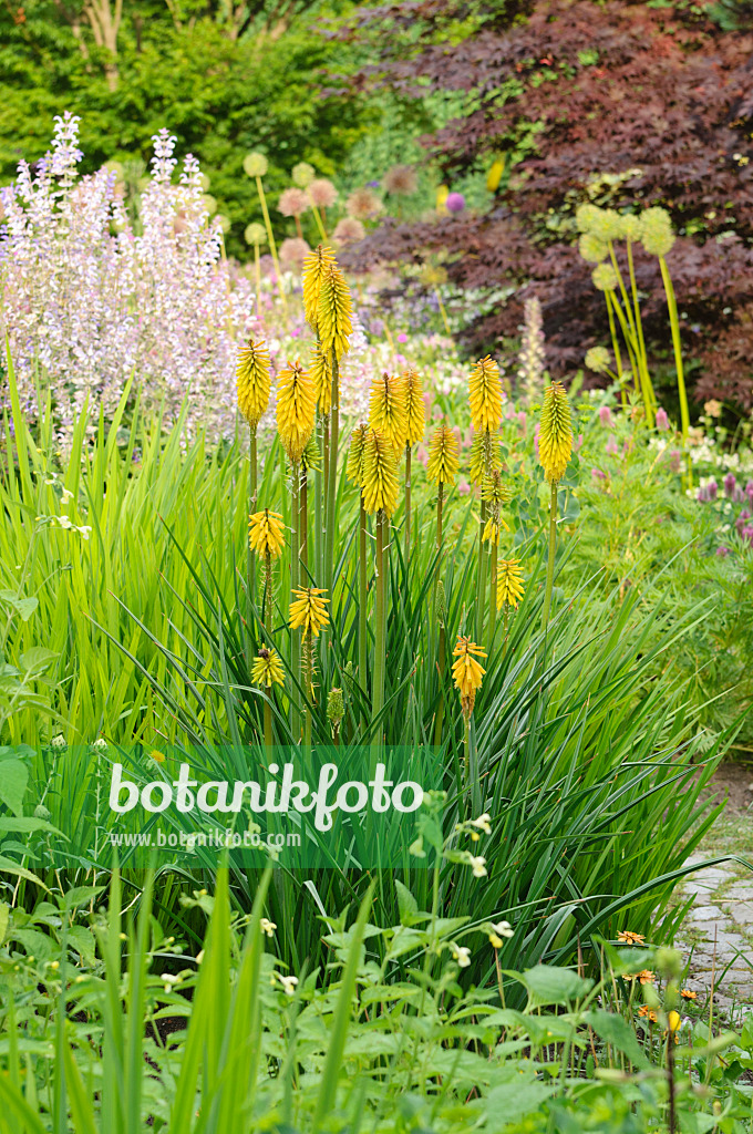 486095 - Fackellilie (Kniphofia Green Magic)