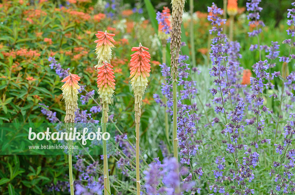 497032 - Fackellilie (Kniphofia) und Katzenminze (Nepeta)