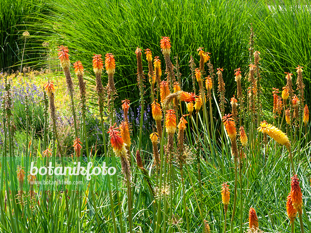 439277 - Fackellilie (Kniphofia linearifolia)