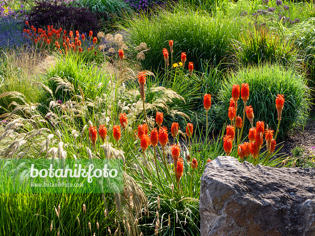 462041 - Fackellilie (Kniphofia) mit Gräsern