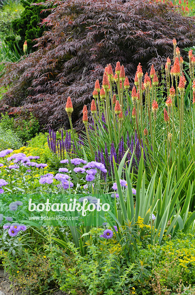 497218 - Fackellilien (Kniphofia), Berufkräuter (Erigeron) und Salbei (Salvia)