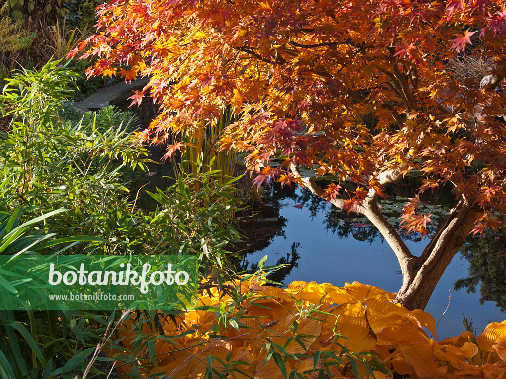 418081 - Fächerahorn (Acer palmatum)