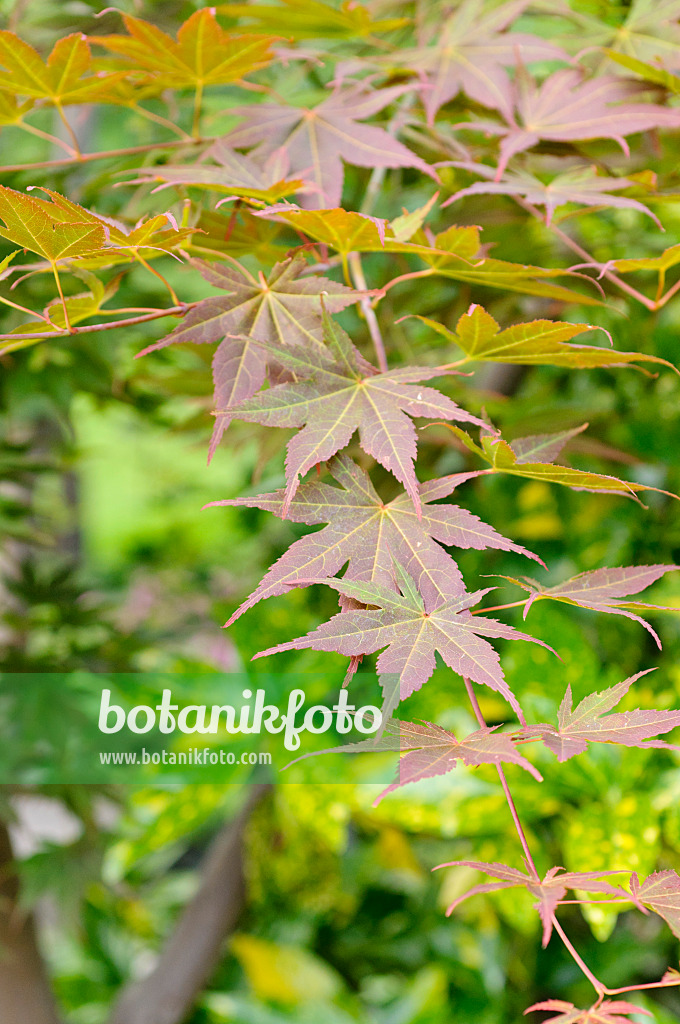 472390 - Fächerahorn (Acer palmatum)