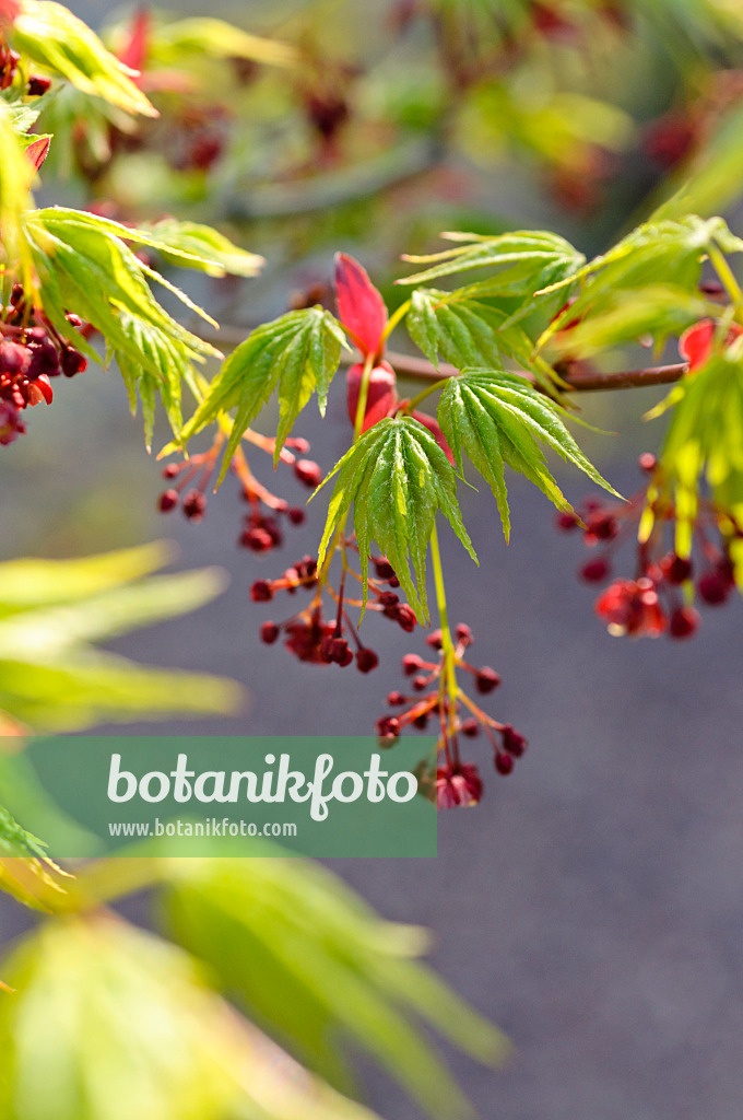 483296 - Fächerahorn (Acer palmatum)