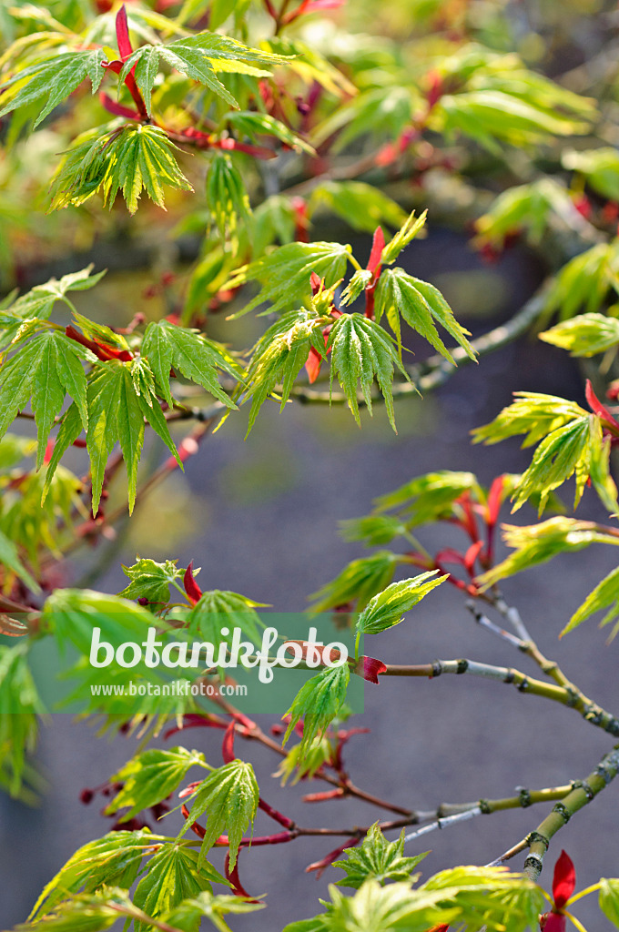 483298 - Fächerahorn (Acer palmatum)