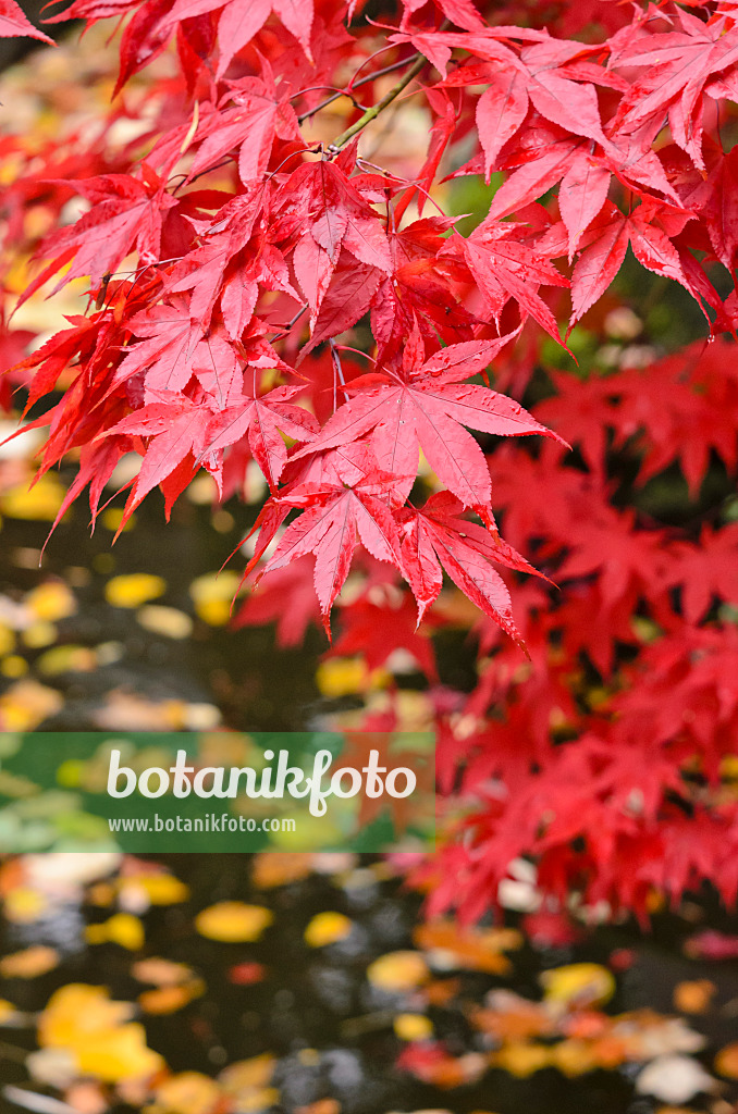 525307 - Fächerahorn (Acer palmatum)