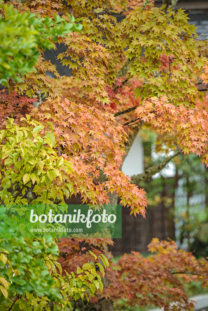 535254 - Fächerahorn (Acer palmatum)