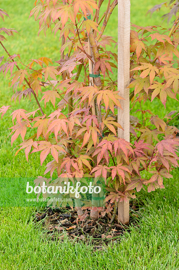 548044 - Fächerahorn (Acer palmatum)