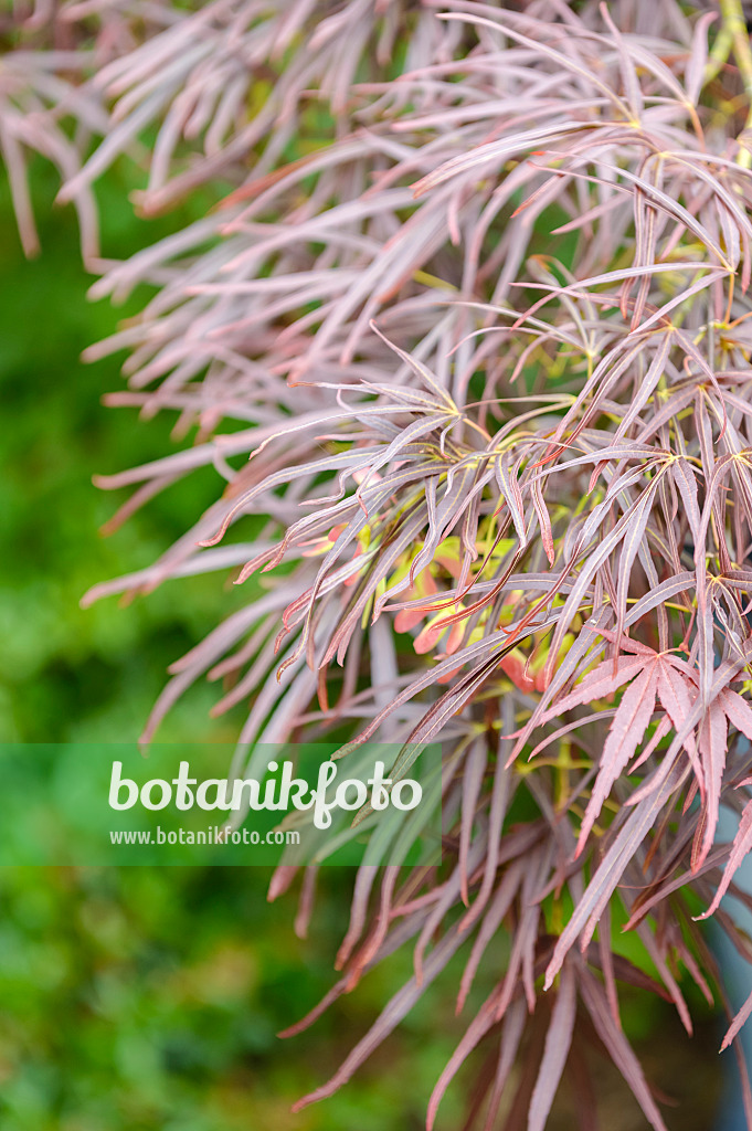 593011 - Fächerahorn (Acer palmatum 'Atrolineare')