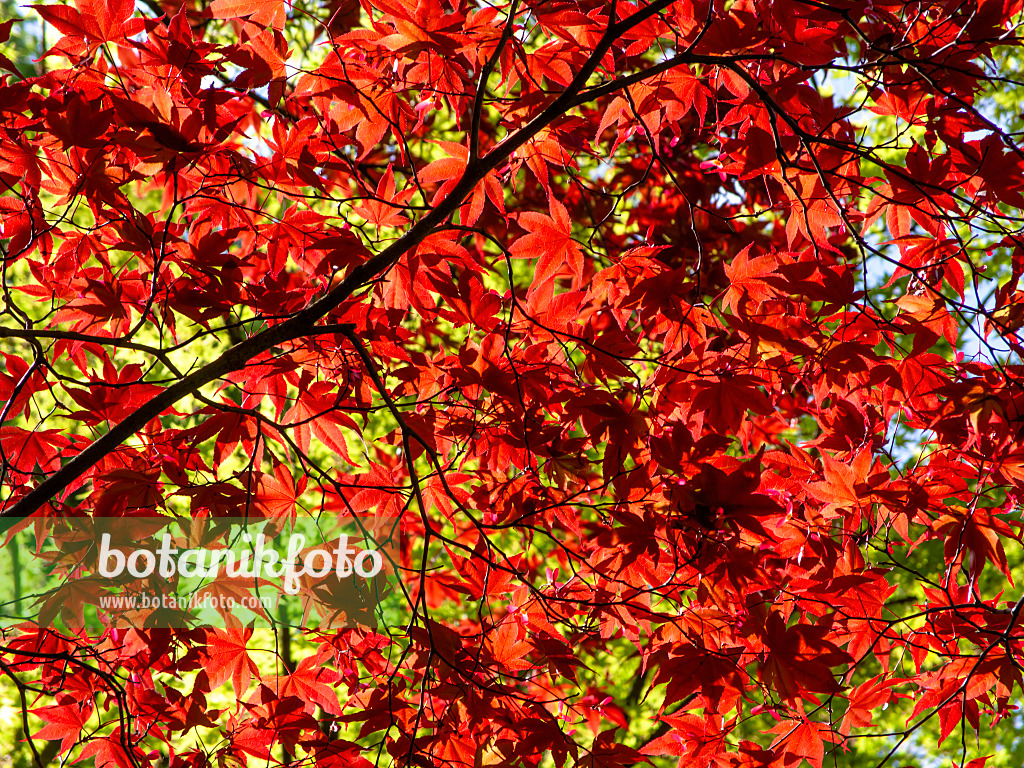 437303 - Fächerahorn (Acer palmatum 'Atropurpureum')