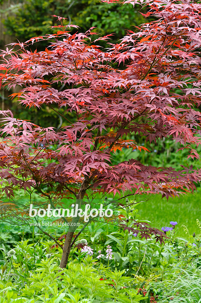 484157 - Fächerahorn (Acer palmatum 'Atropurpureum')