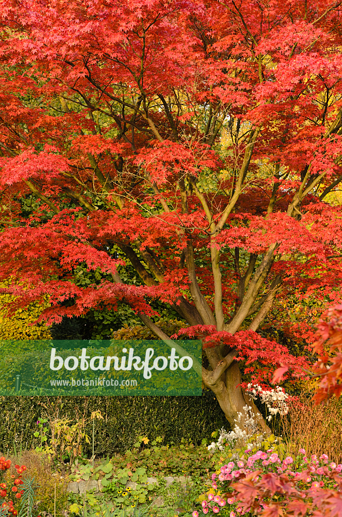 501251 - Fächerahorn (Acer palmatum 'Autumn Glory')