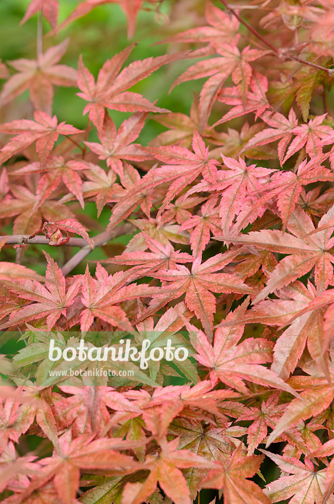 520463 - Fächerahorn (Acer palmatum 'Beni Maiko')