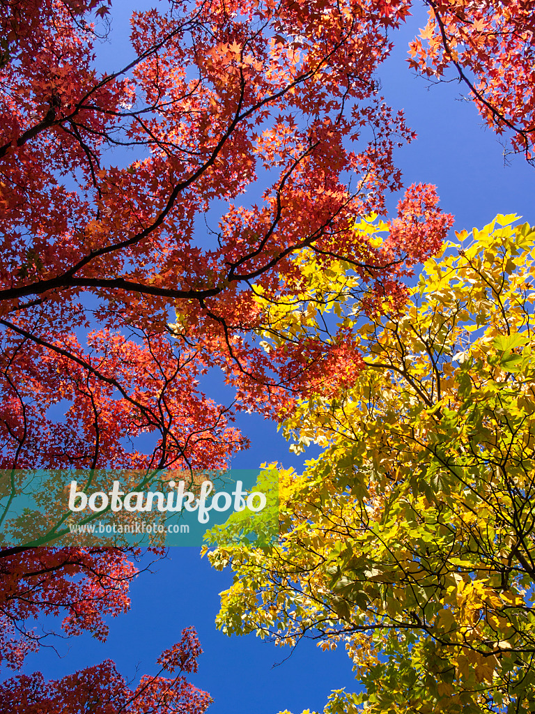 406033 - Fächerahorn (Acer palmatum) und Bergahorn (Acer pseudoplatanus)