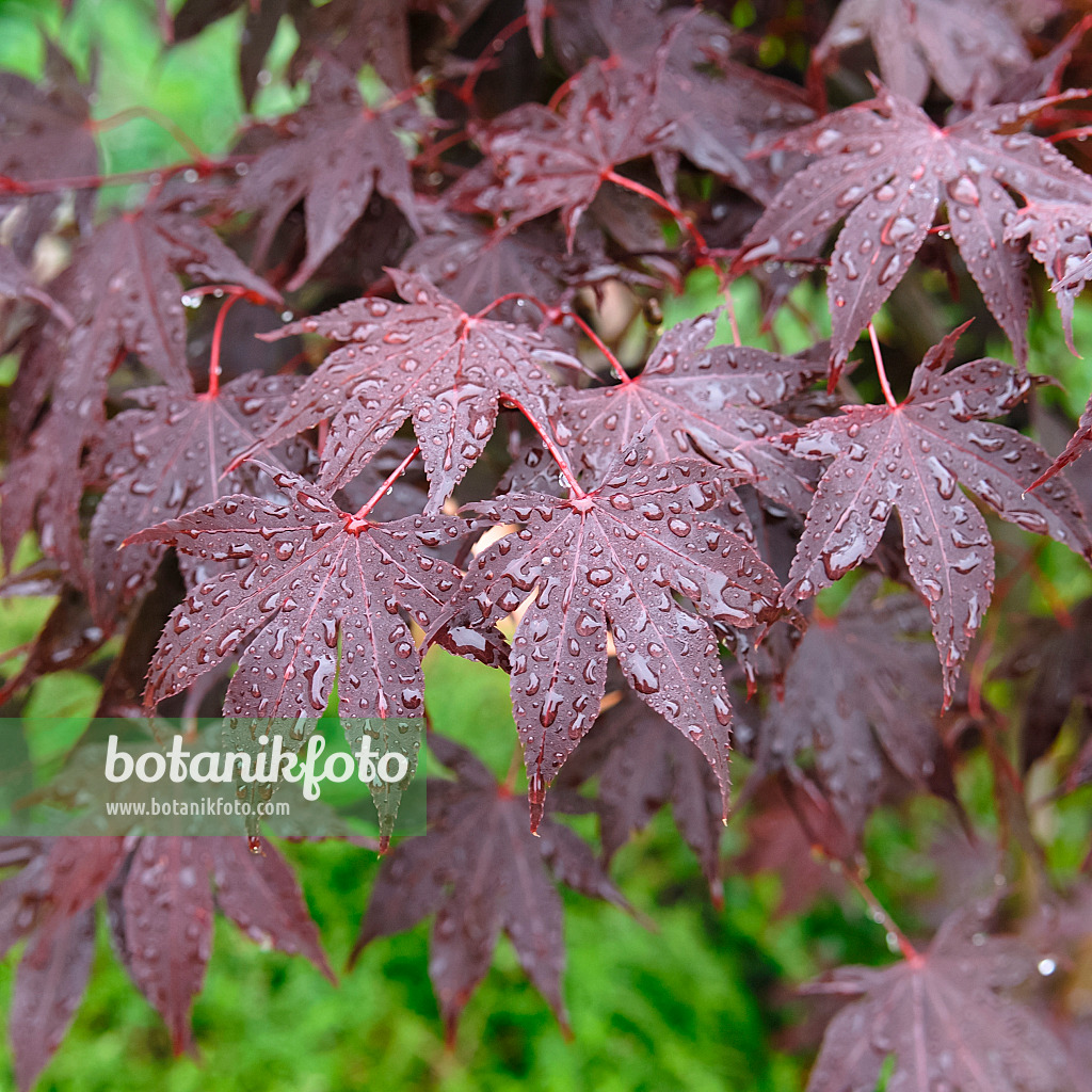 490022 - Fächerahorn (Acer palmatum 'Bloodgood')