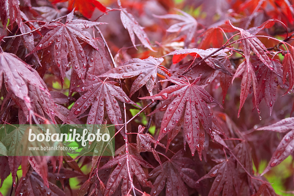 490023 - Fächerahorn (Acer palmatum 'Bloodgood')