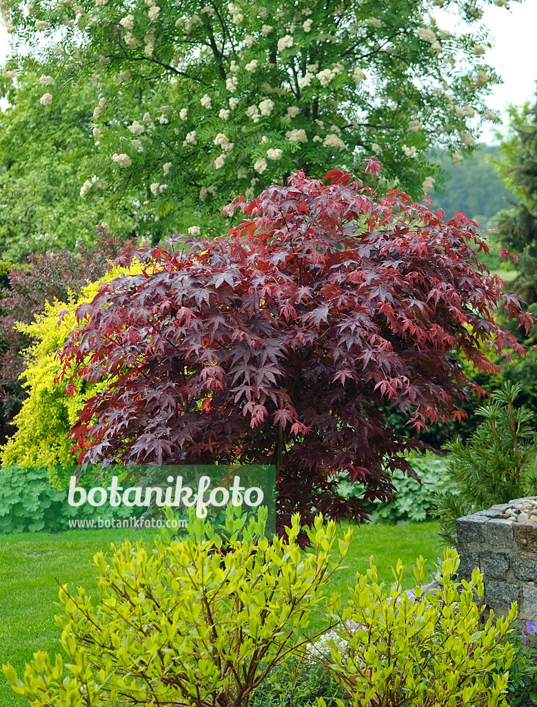 502084 - Fächerahorn (Acer palmatum 'Bloodgood')