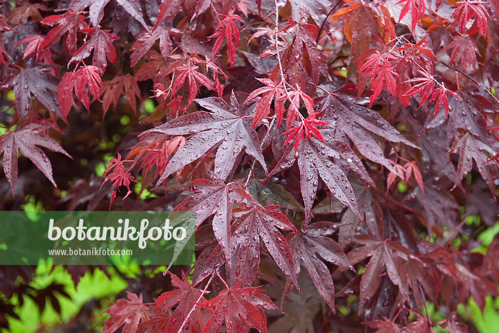 502085 - Fächerahorn (Acer palmatum 'Bloodgood')