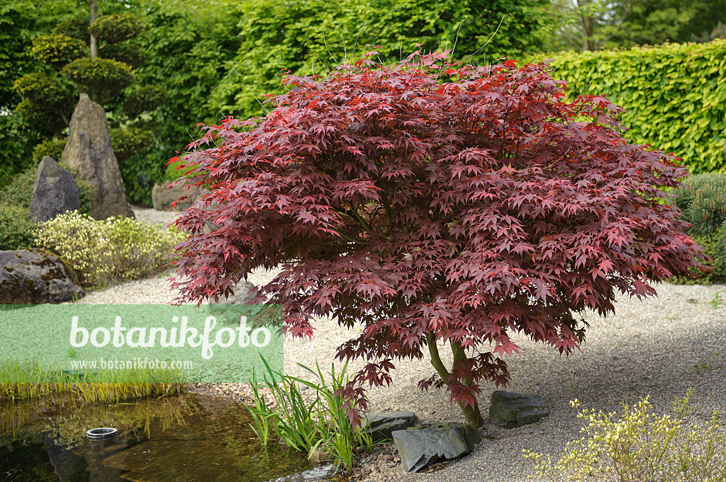 535249 - Fächerahorn (Acer palmatum 'Bloodgood')