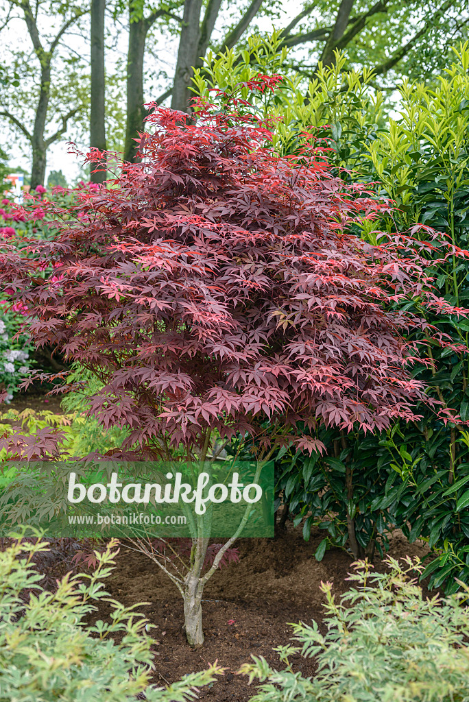 558022 - Fächerahorn (Acer palmatum 'Bloodgood')