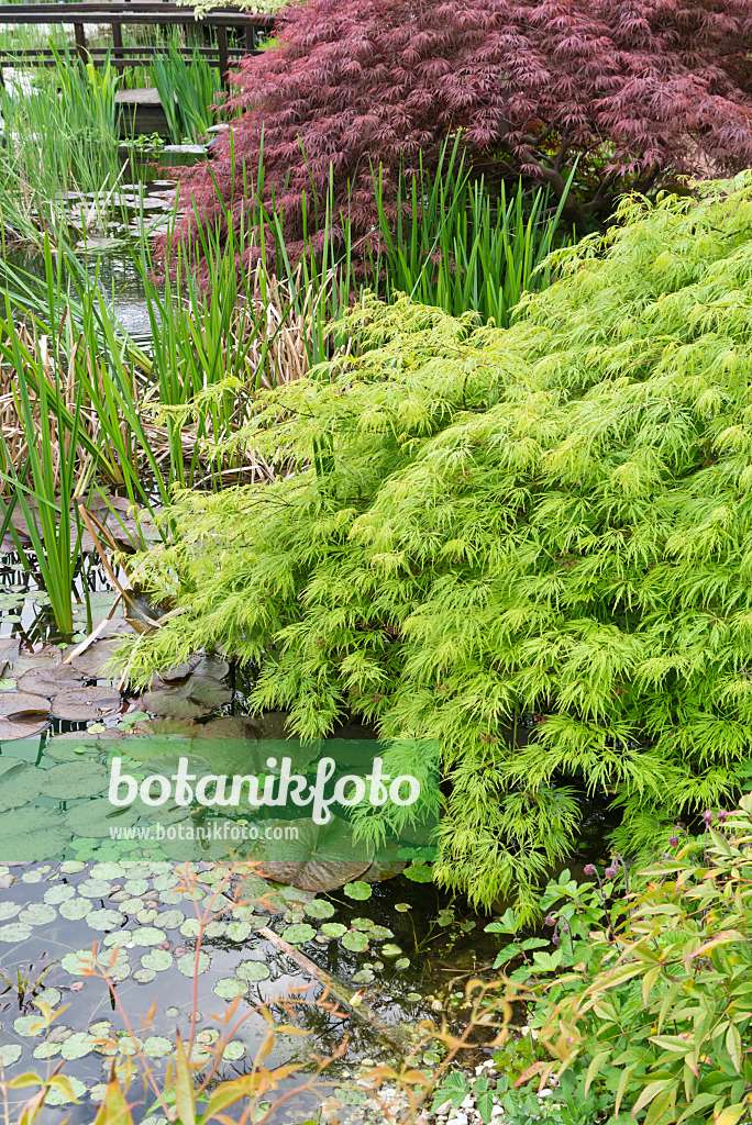 544060 - Fächerahorn (Acer palmatum 'Dissectum')