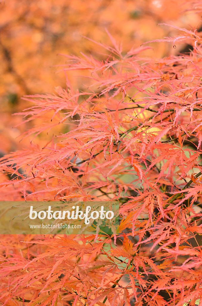 525272 - Fächerahorn (Acer palmatum 'Dissectum Garnet')