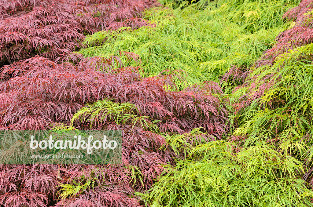 520465 - Fächerahorn (Acer palmatum 'Dissectum Garnet' und Acer palmatum 'Dissectum')