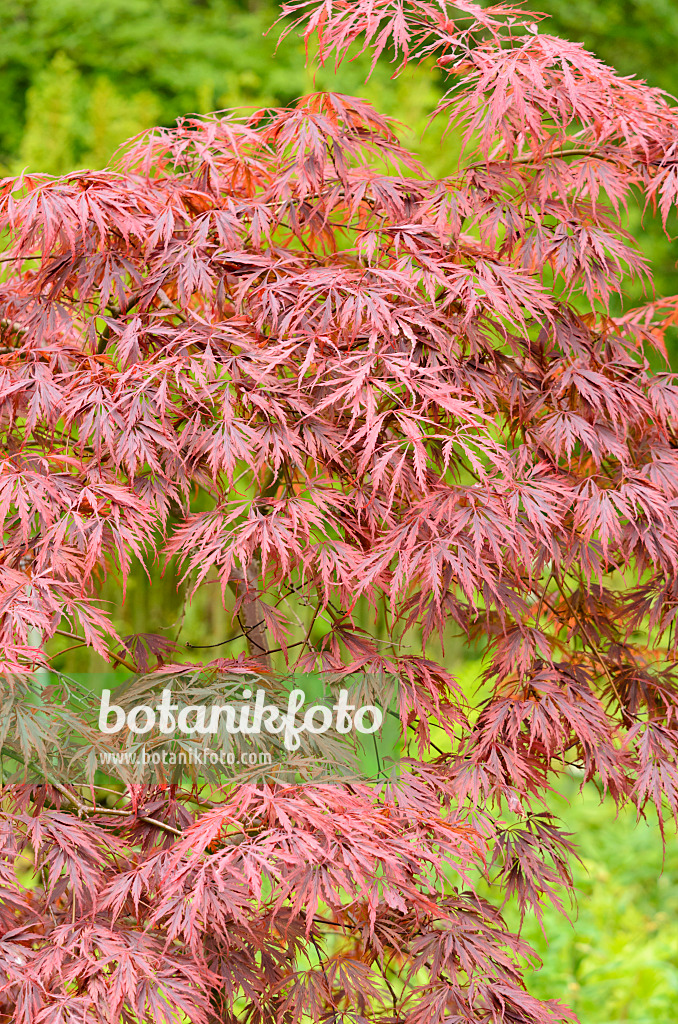 533319 - Fächerahorn (Acer palmatum 'Dissectum Tamukeyama')